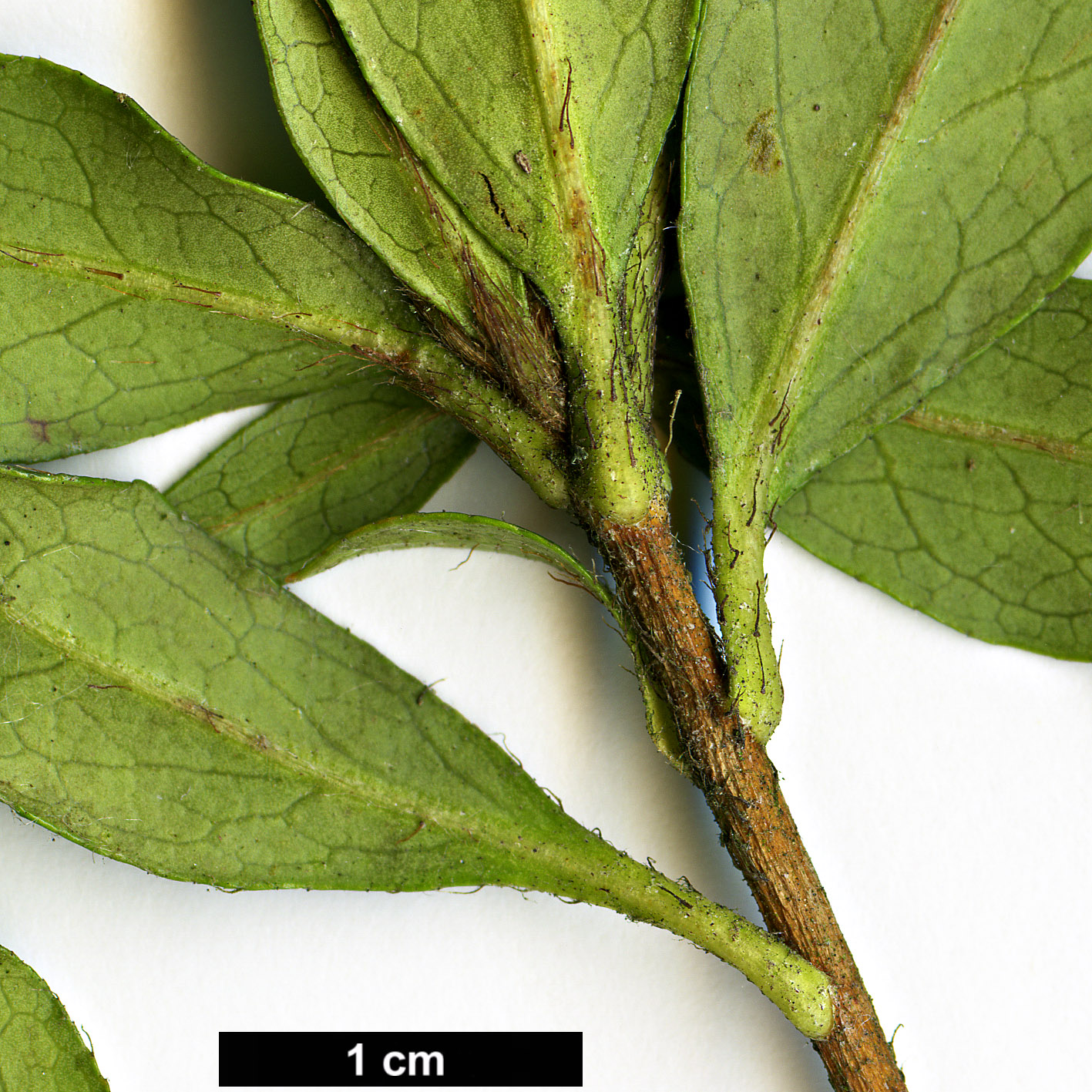 High resolution image: Family: Ericaceae - Genus: Rhododendron - Taxon: tashiroi